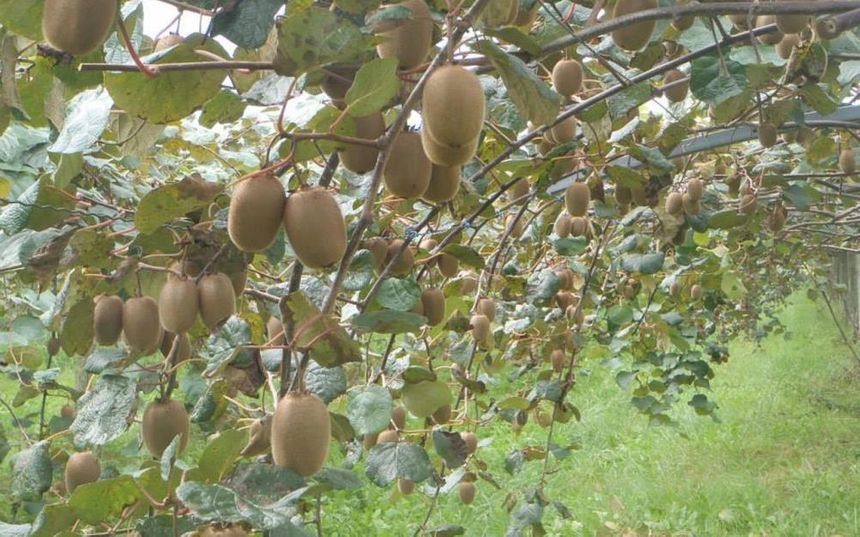 Kiwis suivis avec PommaFlow