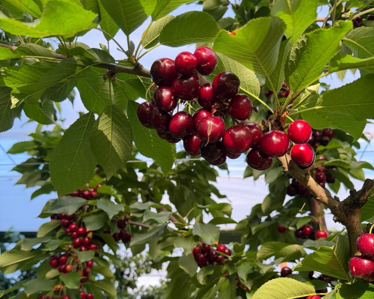 Grappes de cerises mûres sur l'arbre avant la récolte