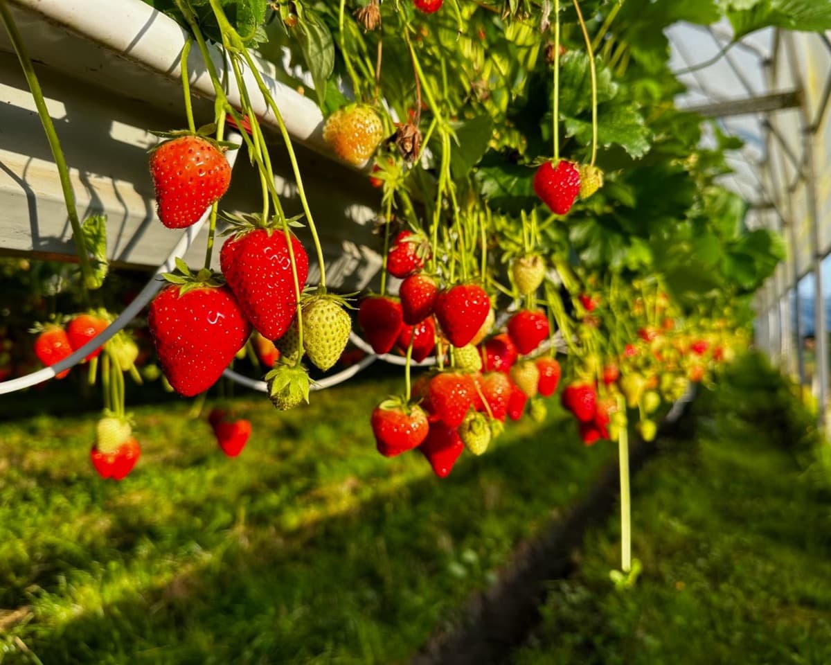 Fraises mûres suspendues à une gouttière hors-sol sous serre